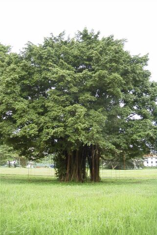 السياحه فى سنغافوره Nature_trees-5.jpg