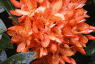 Orange Flowers