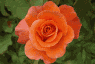 Orange Rose