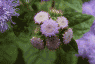 Fuzzy Purple Flower