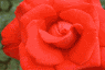 Red Rose