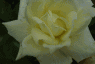 Open White Rose