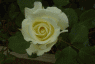 Closed White Rose