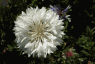 Detailed White Flower