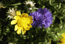 Yellow and Purple