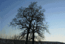 Sunset Tree